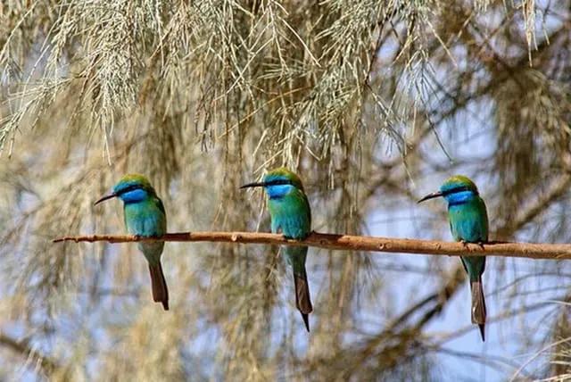 Special Birdwatching Day Trip gallery image 1