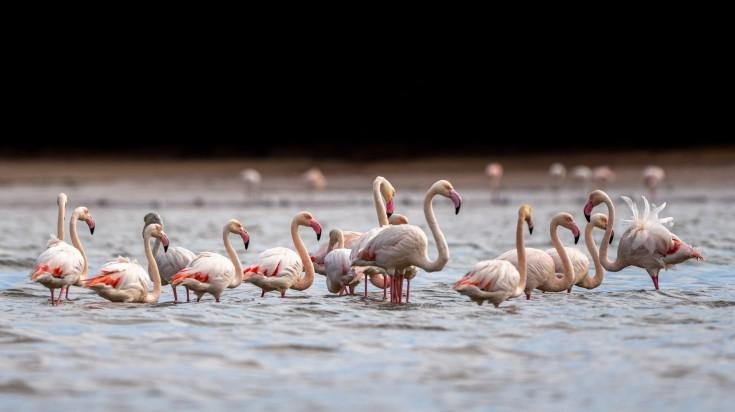 Special Birdwatching Day Trip gallery image 2