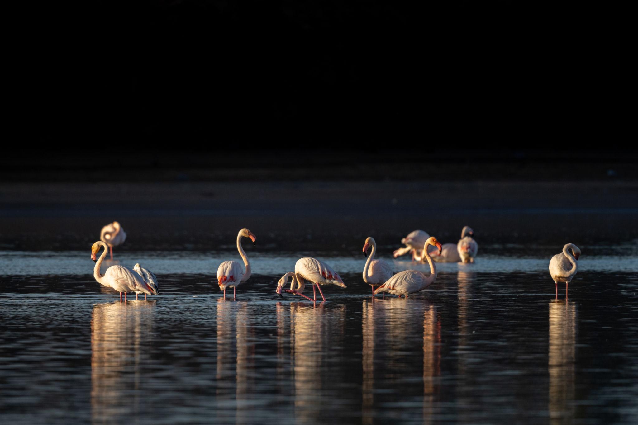 Special Birdwatching Day Trip gallery image 3