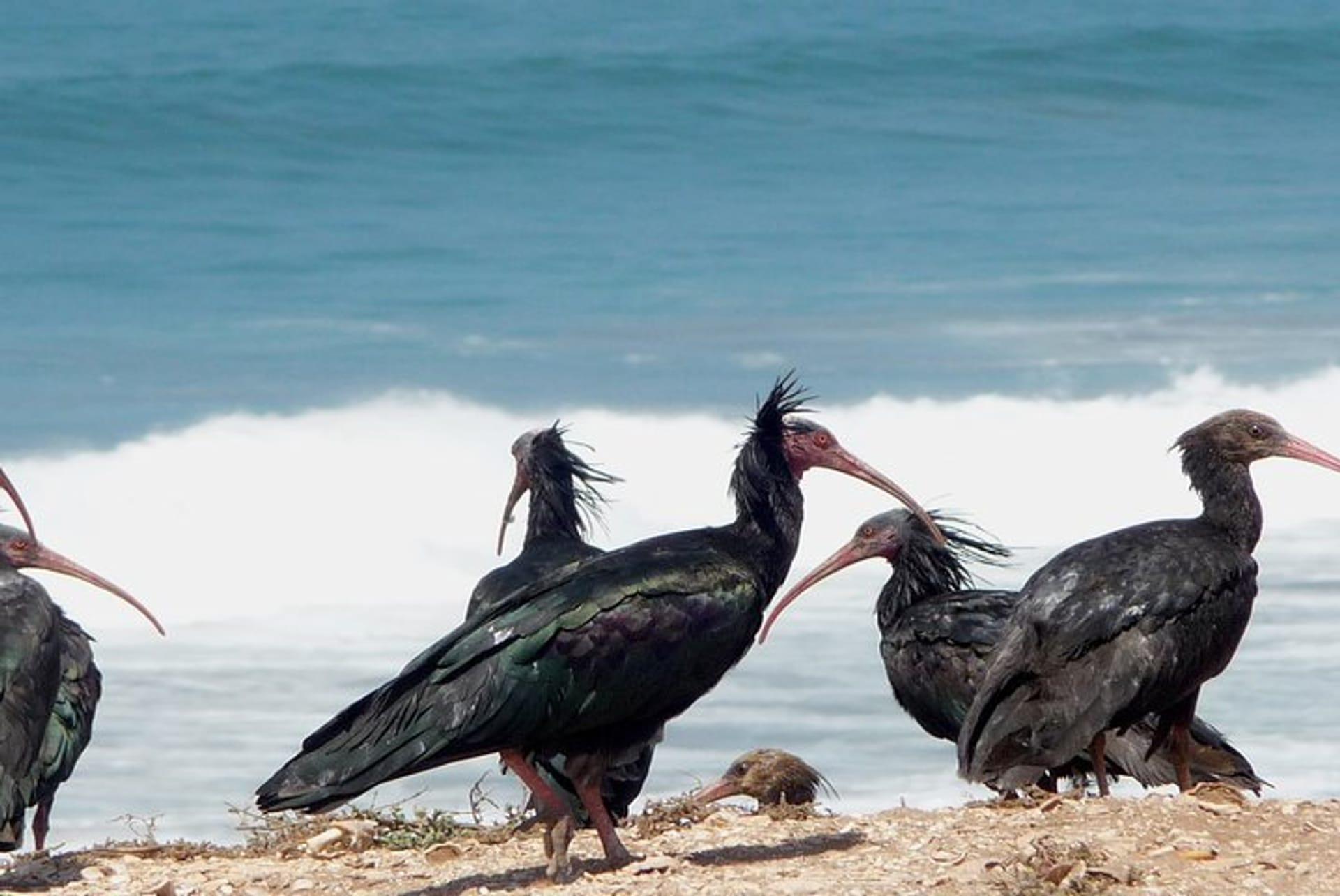 Special Birdwatching Day Trip gallery image 5
