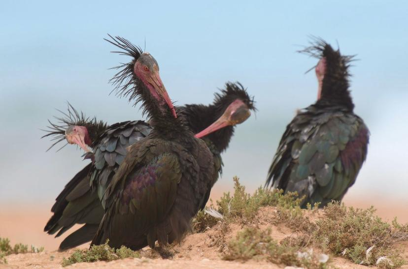 Souss-Massa & Small Sahara Safari gallery image 7