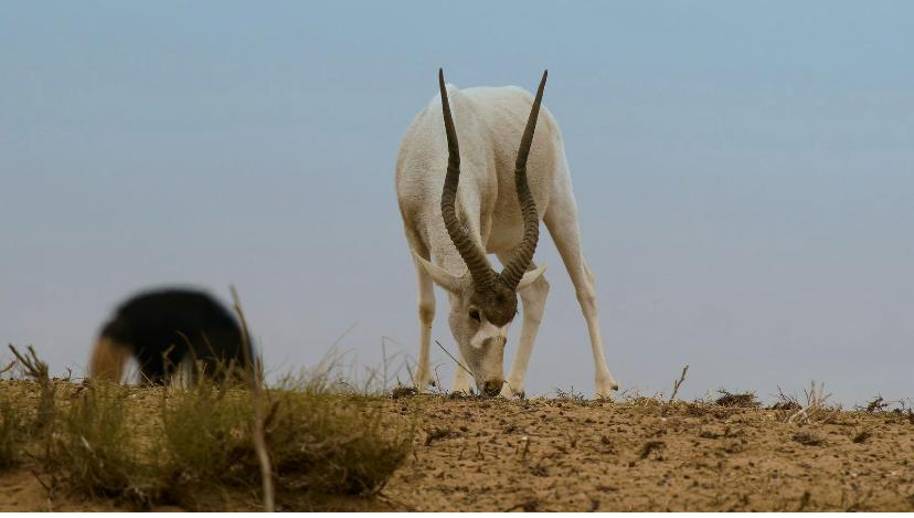 Souss-Massa & Small Sahara Safari gallery image 8