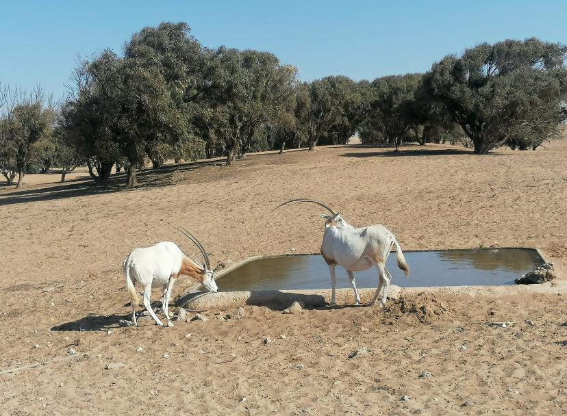 Souss-Massa & Small Sahara Safari gallery image 5