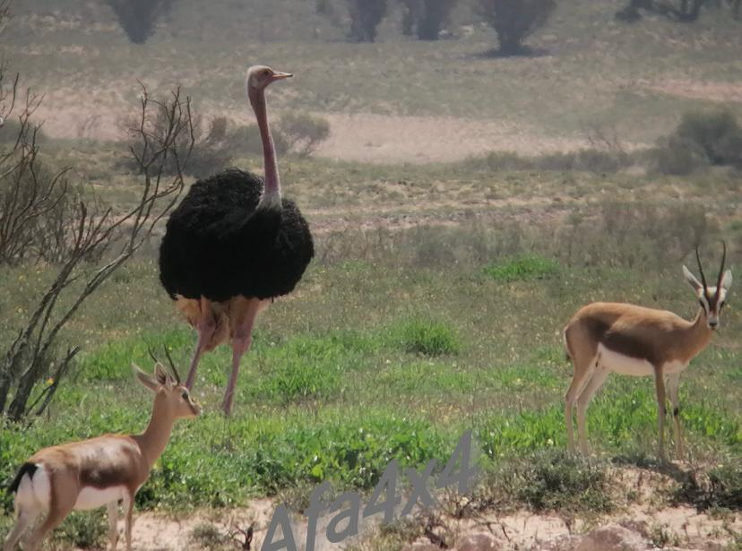 Souss-Massa & Small Sahara Safari gallery image 6