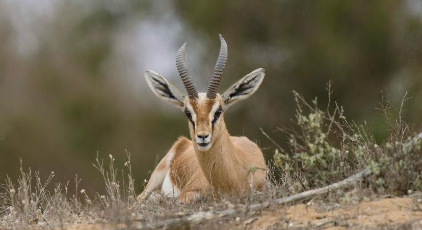 Souss-Massa & Small Sahara Safari gallery image 9