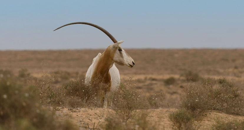 Souss-Massa & Small Sahara Safari gallery image 10