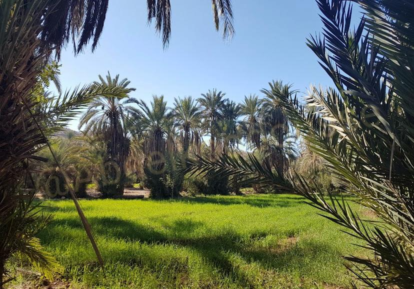 Taroudant & Tiout Oasis Day Trip gallery image 3